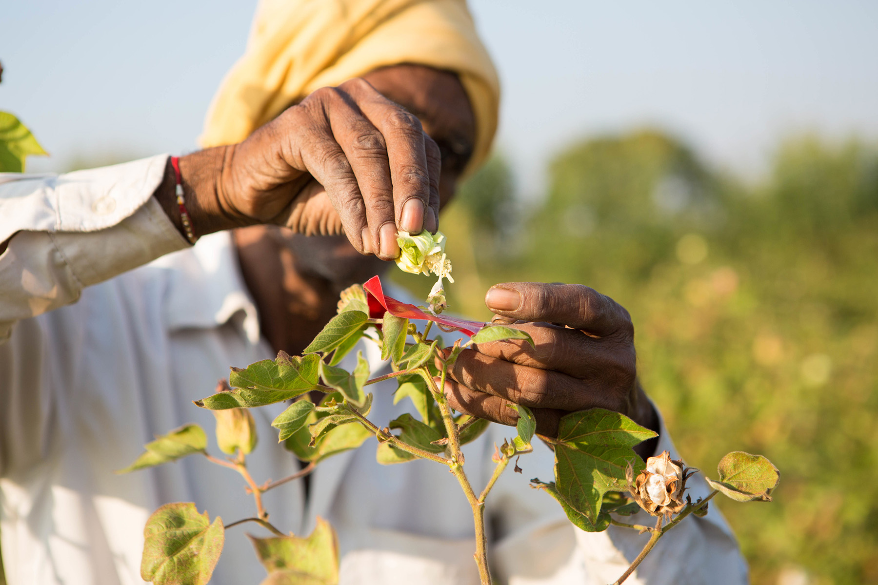 CottonConnect: Working with Farmers to Enhance Organic Cotton Practices